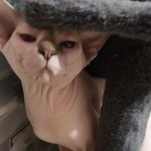 Meet your Posher, J&B Treasures!